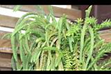 垂枝石松-孢子葉00.JPG