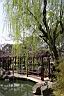 垂柳-留園1.JPG
