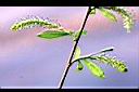 垂柳-雄花1.JPG