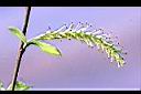 垂柳-雄花2.JPG