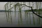 垂柳-北京11.JPG