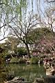 垂柳-留園0.JPG