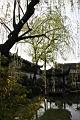 垂柳-留園3.JPG