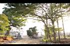 垂榕03.JPG