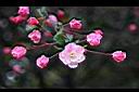 垂絲海棠-花1.JPG