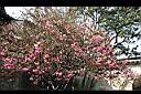 垂絲海棠-花18.JPG