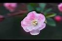 垂絲海棠-花2.JPG
