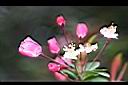 垂絲海棠-花3.JPG