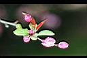 垂絲海棠-花5.JPG