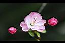 垂絲海棠-花6.JPG