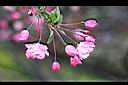 垂絲海棠-花7.JPG