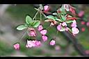垂絲海棠-花8.JPG