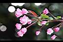 垂絲海棠-花9.JPG