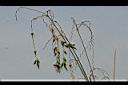 垂花水竹芋-花01.jpg
