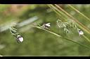 垂花水竹芋-花03.jpg