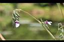 垂花水竹芋-花04.jpg