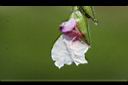 垂花水竹芋-花05.jpg