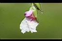 垂花水竹芋-花06.jpg