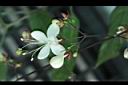 垂茉莉-花00.JPG