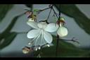 垂茉莉-花03.JPG
