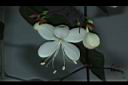垂茉莉-花05.JPG