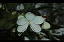 垂茉莉-花06.JPG