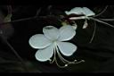 垂茉莉-花07.JPG
