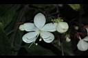 垂茉莉-花08.JPG