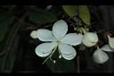 垂茉莉-花09.JPG