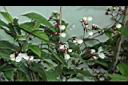 垂茉莉-花序00.JPG