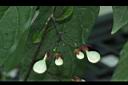 垂茉莉-花苞00.JPG