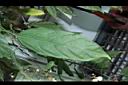 垂茉莉-葉正00.JPG
