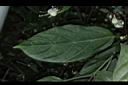 垂茉莉-葉正01.JPG