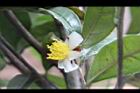 垢果山茶-花00.JPG
