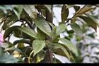 垢果山茶-葉01.JPG