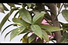 垢果山茶-葉03.JPG