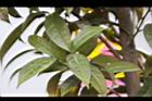 垢果山茶-葉05.JPG