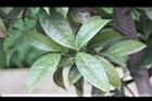 垢果山茶-葉07.JPG