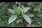 垢果山茶-葉12.JPG