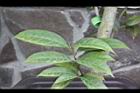 垢果山茶-葉14.JPG