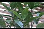 垢果山茶-葉背00.JPG