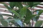 垢果山茶-葉背02.JPG