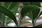 垢果山茶-葉芽00.JPG