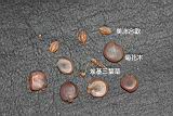 埃及三葉草-實8.jpg