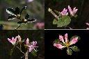 南澳杜鵑-花苞1.jpg