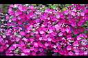 報春花-花00.jpg