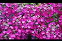 報春花-花01.jpg