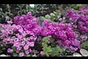 報春花-花02.jpg