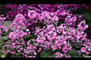 報春花-花03.jpg