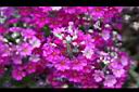 報春花-花04.jpg